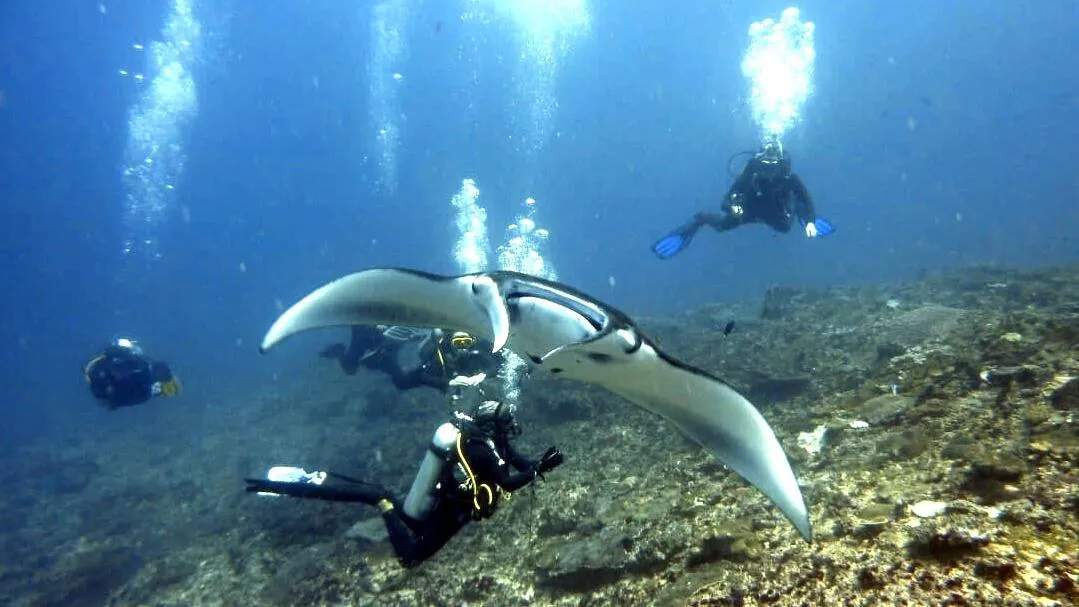 Dive with MANTA