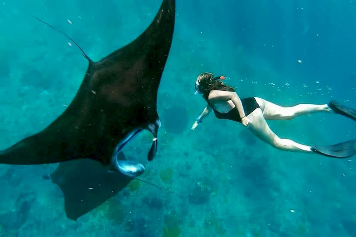 Snorkeling with Manta